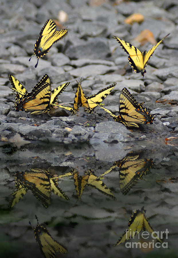 Butterflies Reflection Photograph by Kathy Russell