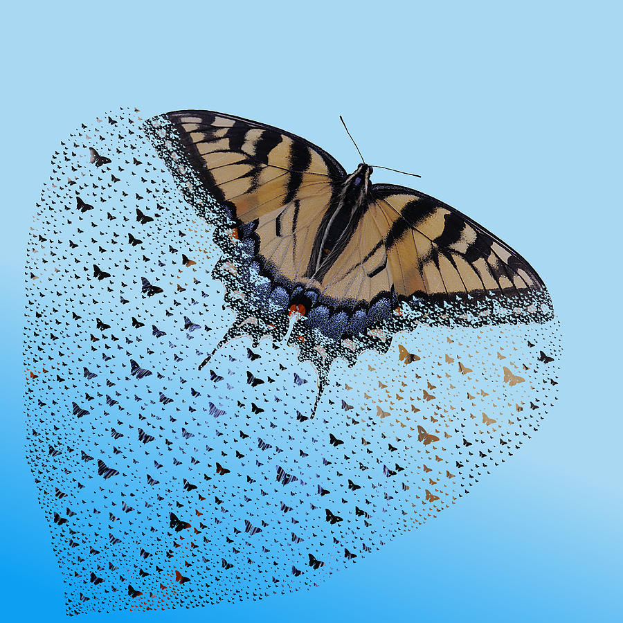 Butterflies Photograph by Richard Reeve