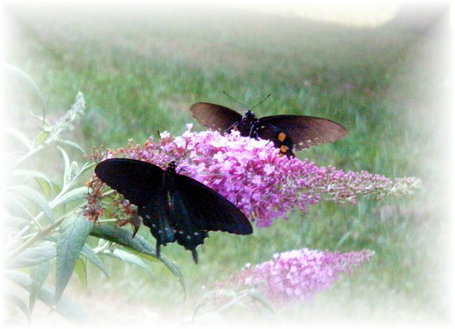 Butterflies Photograph by Scarlett Royale
