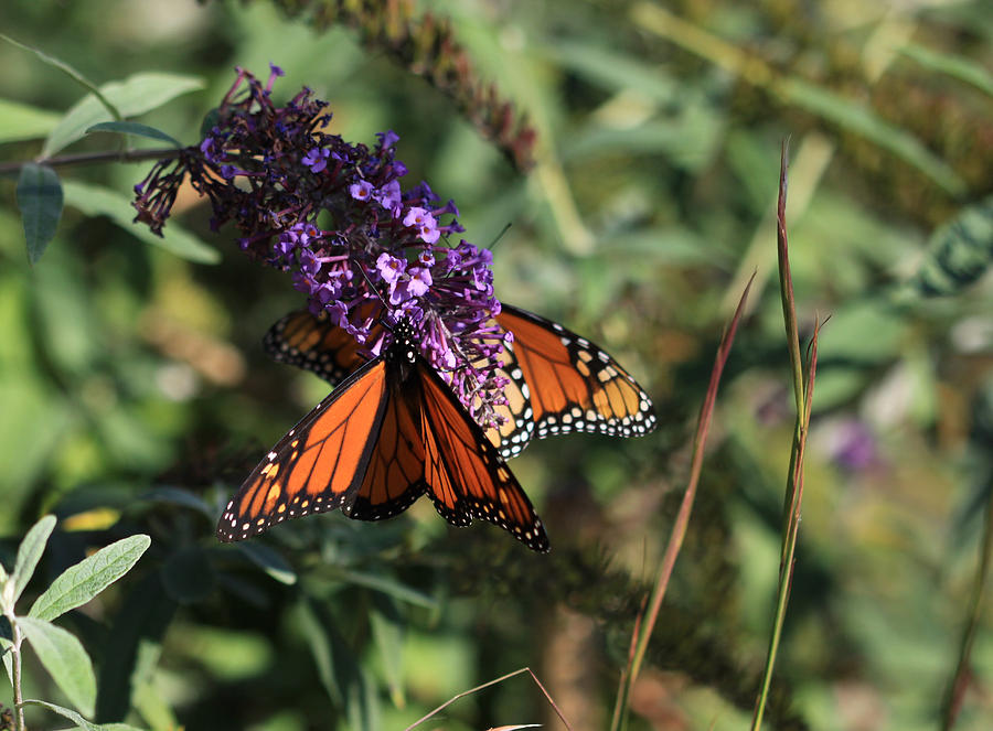Butterflies Sharing the Nectar Photograph by Karen Ruhl