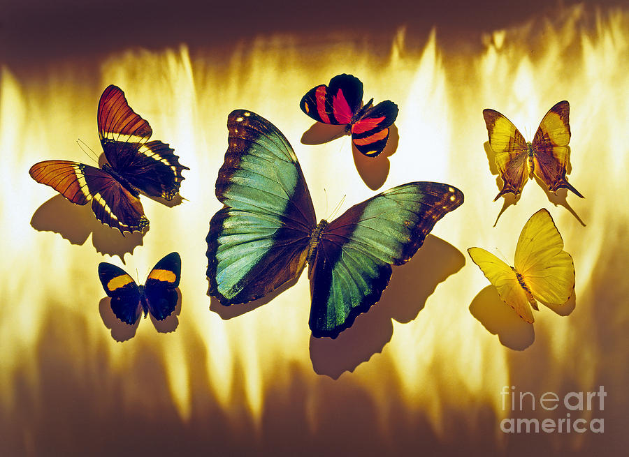 Animal Photograph - Butterflies by Tony Cordoza