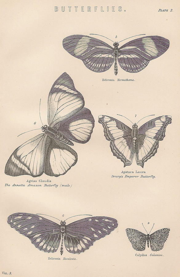 Butterflies Drawing by Victorian Engraver