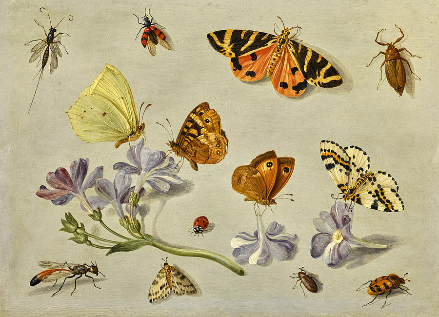 Butterflies,a moth,ladybrid and other insects with spring of auricula Painting by Jan Van Kessel the Elder