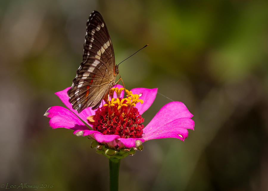 Butterflower Photograph by Lee Alloway