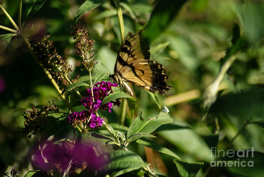 Butterfly Photograph - Butterflutter 4 by Teresa Henry