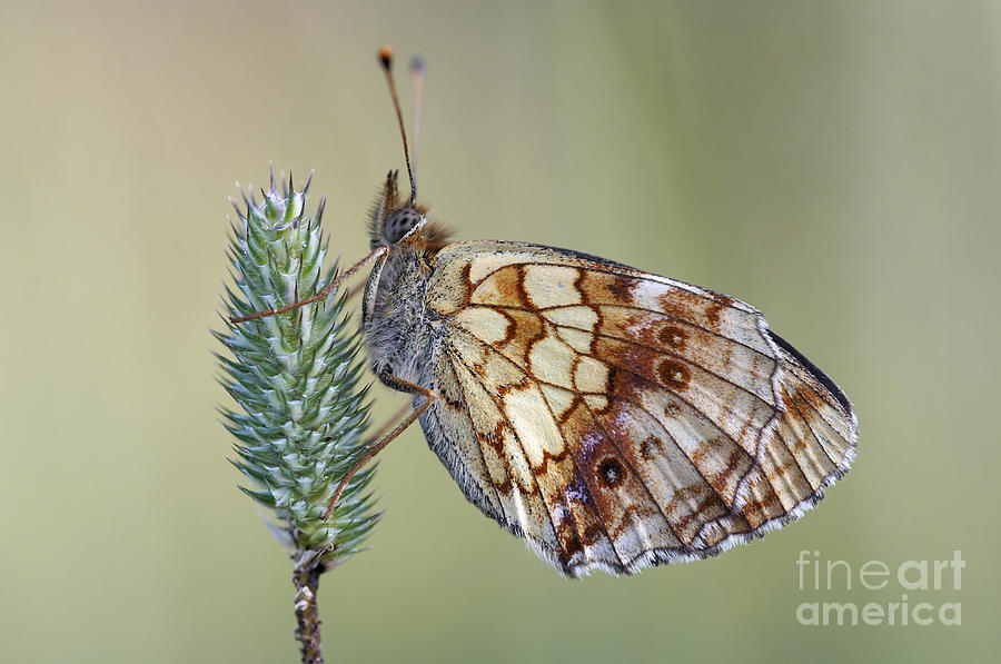 Butterfly Photograph - Butterfly - Meadow Satyrid by Michal Boubin
