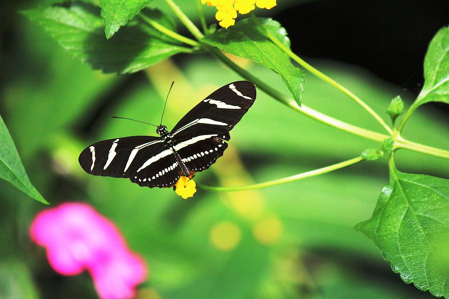 Butterfly 001 Photograph by Donn Ingemie