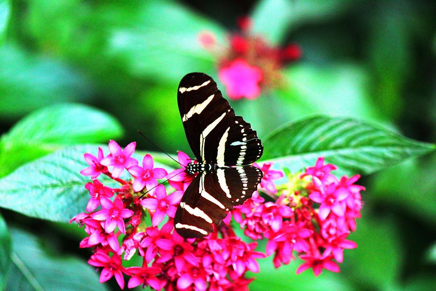 Butterfly 003 Photograph by Donn Ingemie