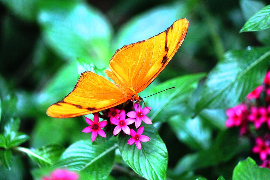 Butterfly 005 Photograph by Donn Ingemie