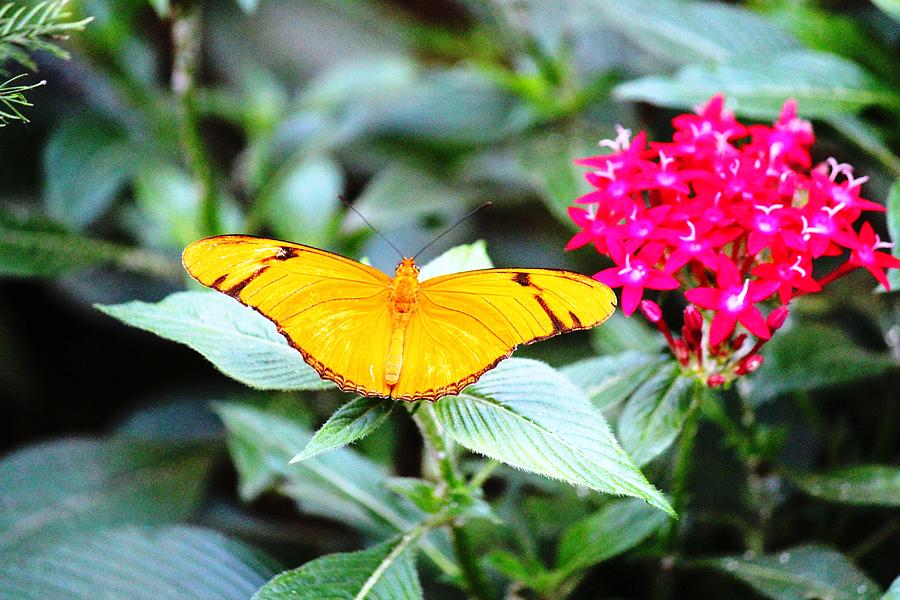 Butterfly 009 Photograph by Donn Ingemie