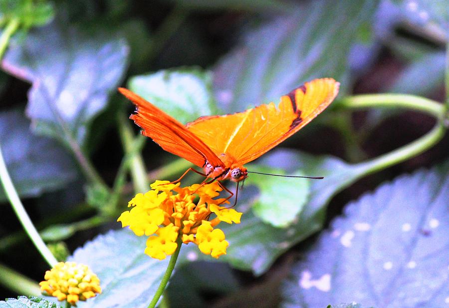 Butterfly 011 Photograph by Donn Ingemie