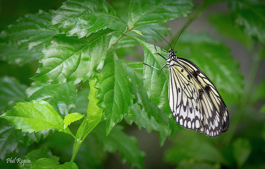 Animal Photograph - Calgary zoo butterfly by Phil And Karen Rispin