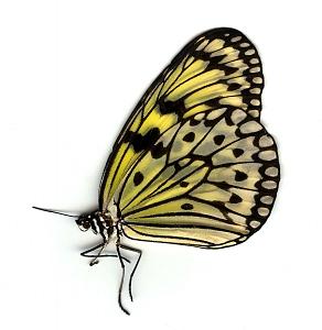 Butterfly 1 Photograph by Steven White Butterfly 1 Photograph by Steven White