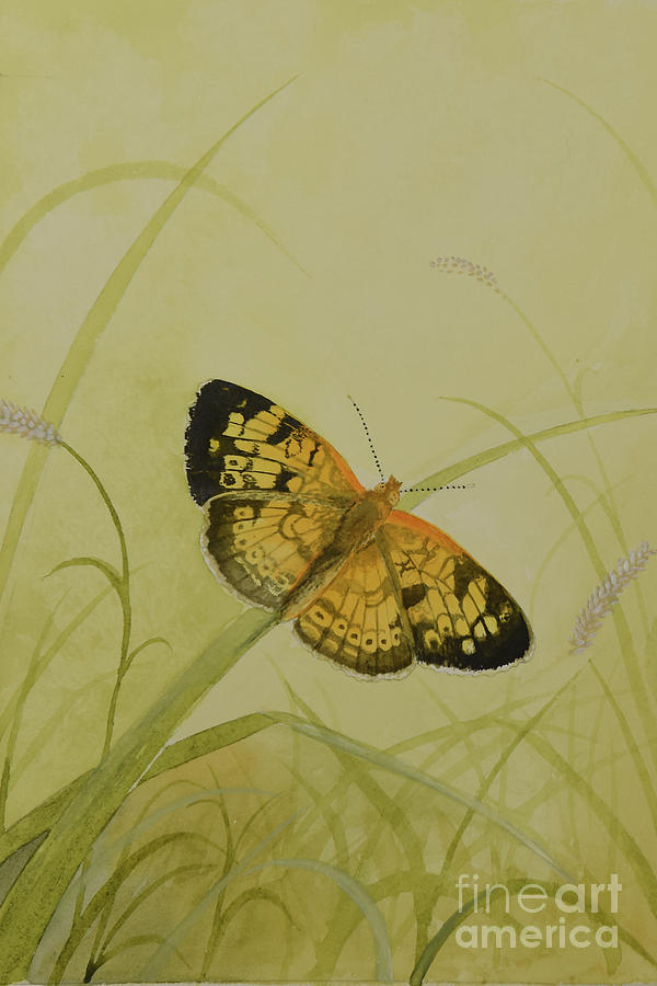 Butterfly 1 Painting by Charles Owens