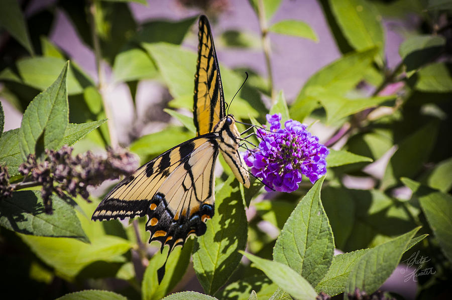 Butterfly 1 Photograph by Chita Hunter