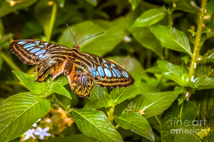 Wildlife Photograph - Butterfly 1 by Claudia M Photography