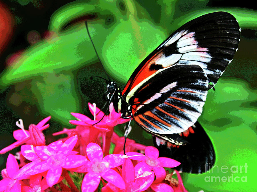 Butterfly 1 Photograph by Larry Oskin