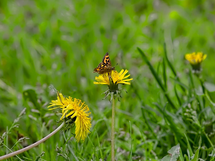 Butterfly 1 on dandelion Photograph by Leif Sohlman