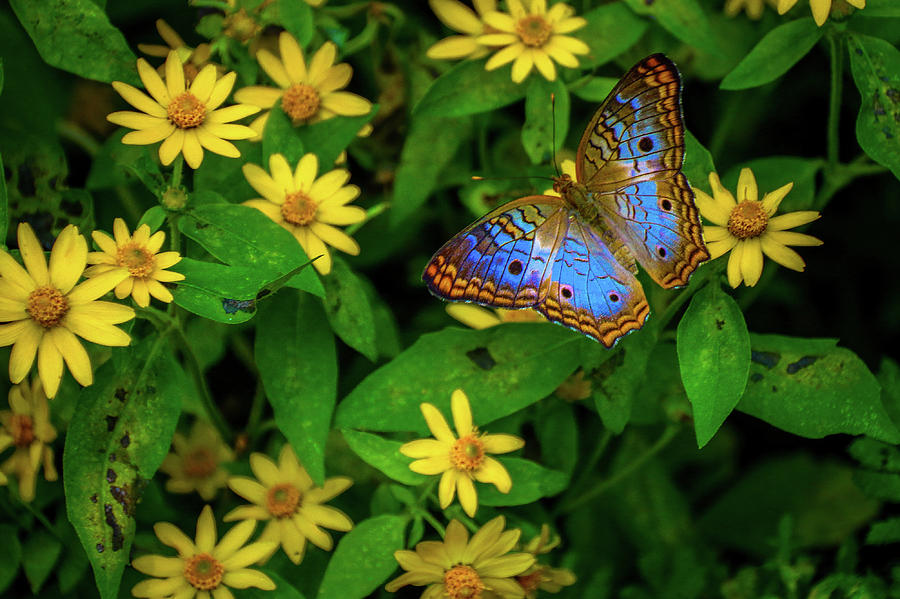 Butterfly 1 Photograph by Tony HUTSON