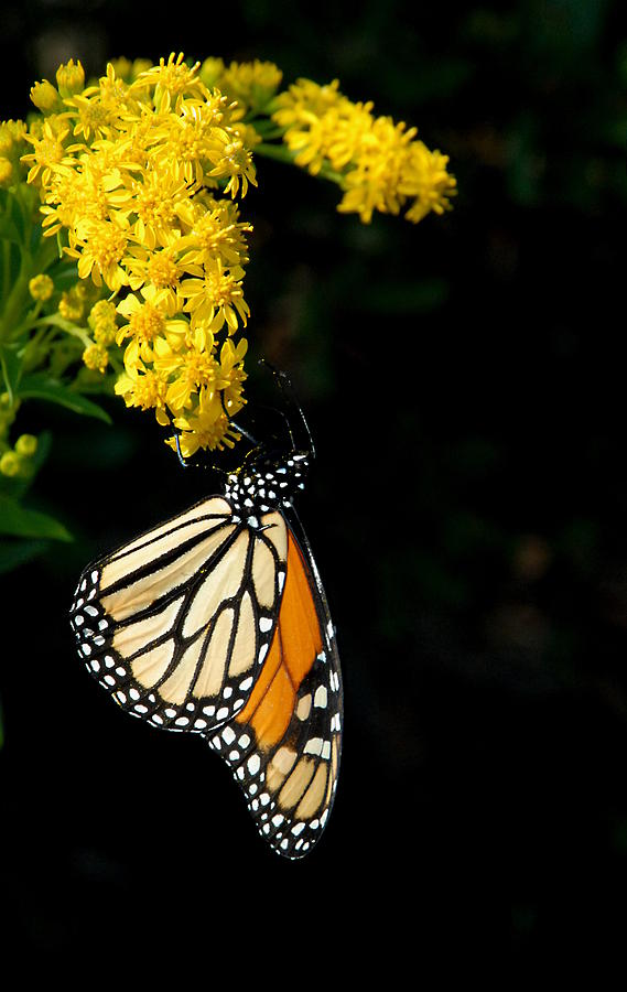 Butterfly Photograph - Butterfly 11 by Joyce StJames