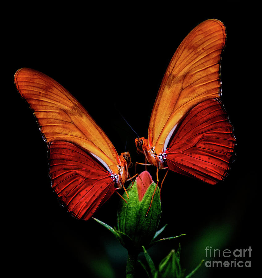 Butterfly 14 Photograph by Ben Yassa