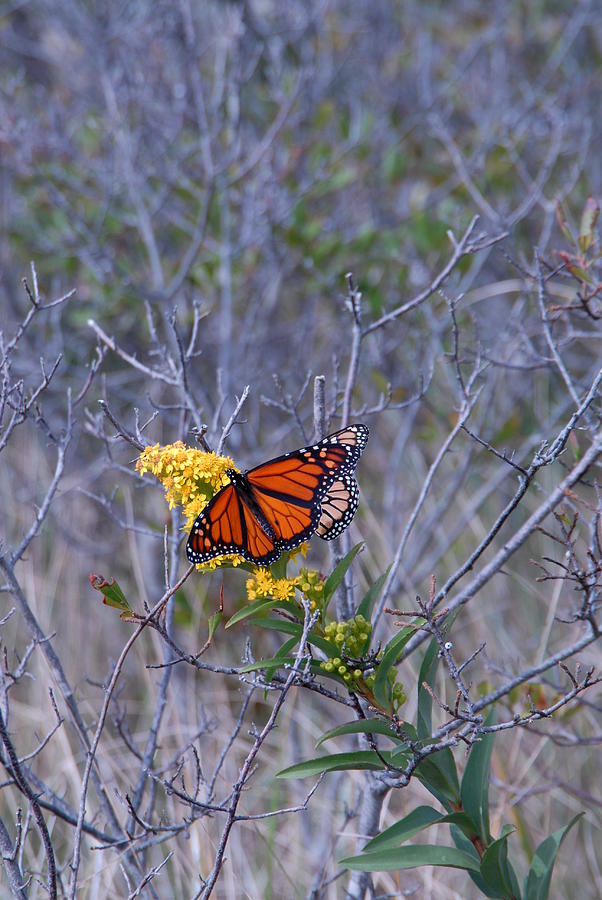 Butterfly 15 Photograph by Joyce StJames
