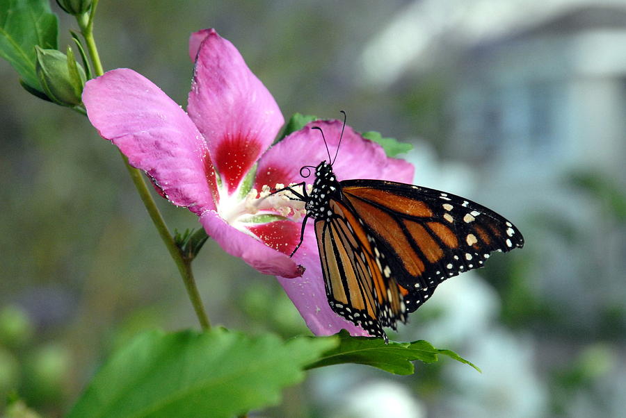 Butterfly 16 Photograph by Joyce StJames
