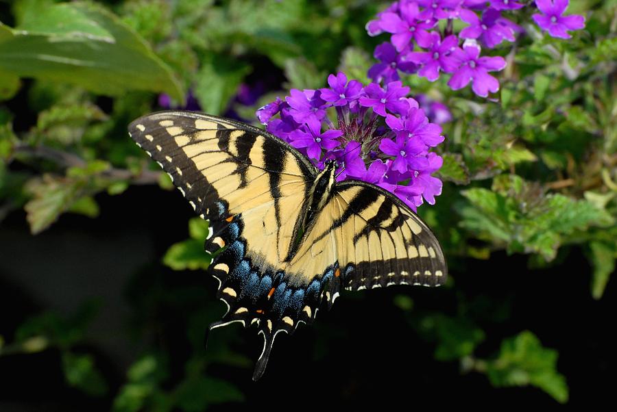 Nature Photograph - Butterfly 160 by Joyce StJames