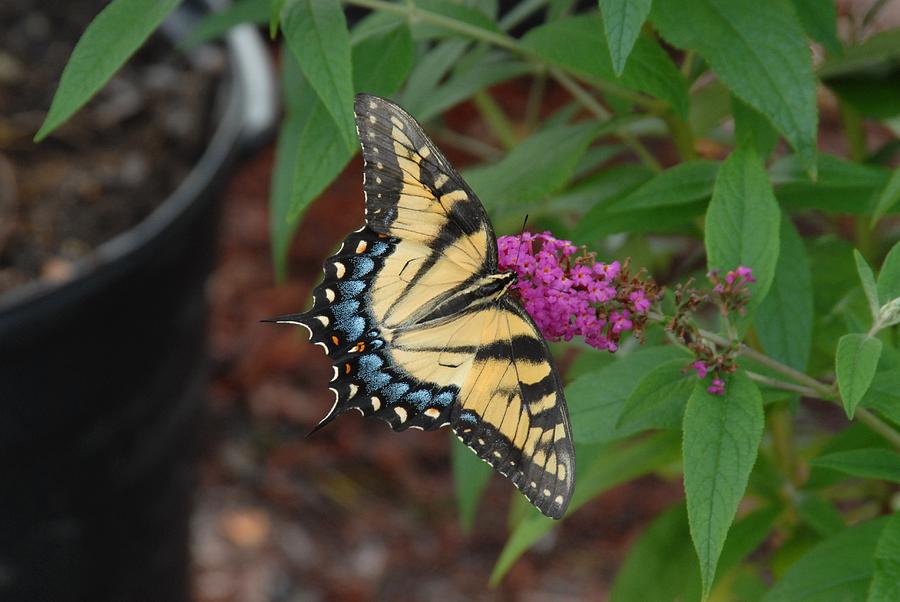 Butterfly 162 Photograph by Joyce StJames
