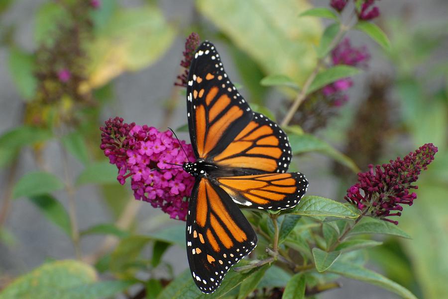 Nature Photograph - Butterfly 164 by Joyce StJames