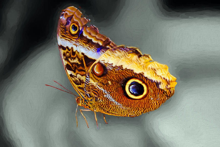Butterfly 1663 Photograph by William David Thomas | Fine Art America