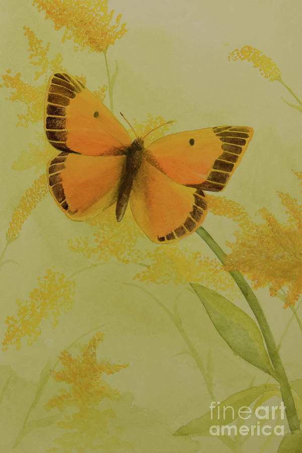 Butterfly 2 Painting by Charles Owens