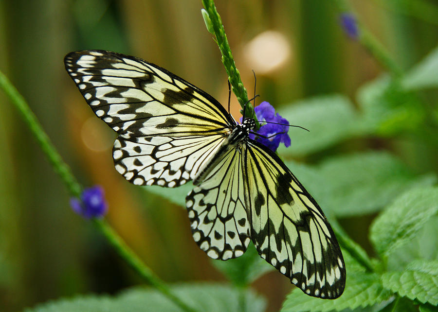 Butterfly 2 Photograph by Edward Myers