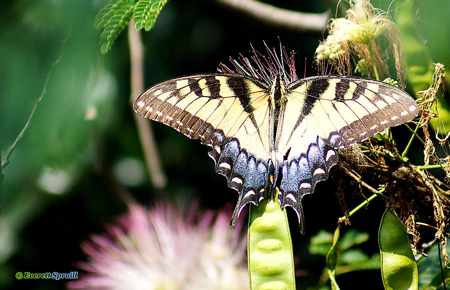 Eastern Tiger Swallowtail  - Papilio glaucus Photograph by Everett Spruill
