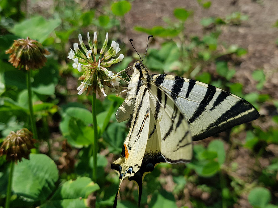Beautiful Butterfly Photograph