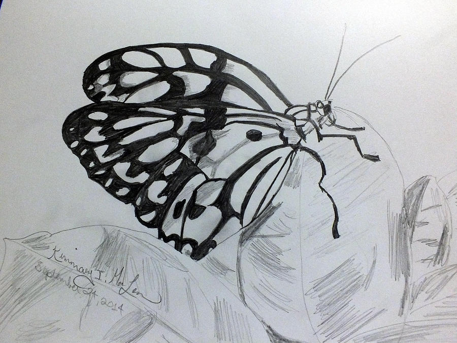 Butterfly 2 Drawing by Kimmary MacLean