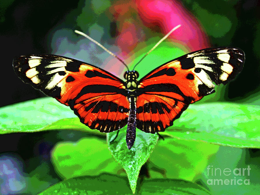 Butterfly 2 Photograph by Larry Oskin