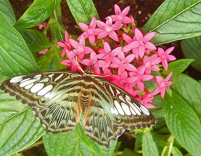 Butterfly 2 Photograph