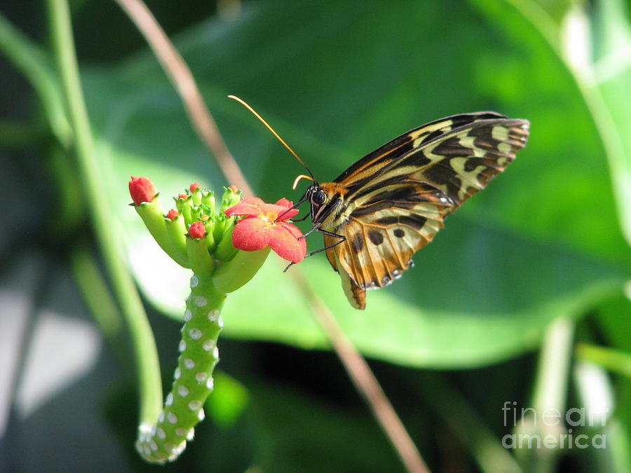 Butterfly 2 Photograph by Michael Krek