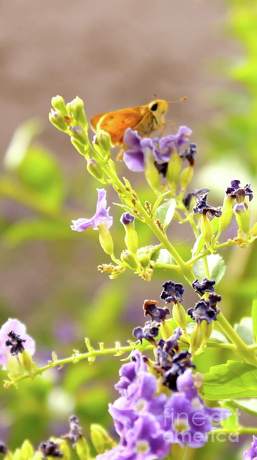 Butterfly 2 Photograph by Pamela Walrath