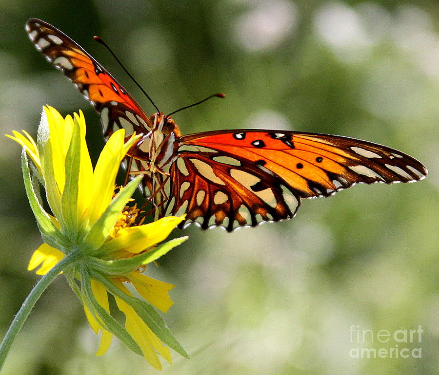 Butterfly 2 Photograph by Patricia Alexander | Fine Art America