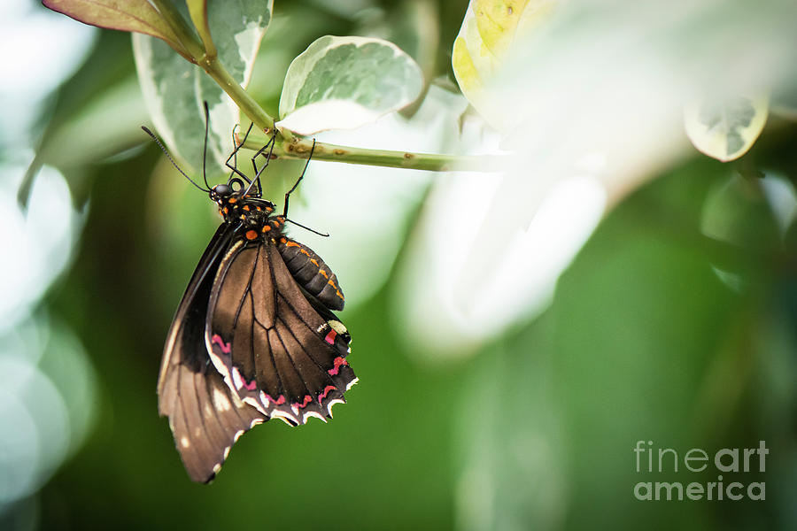 Butterfly 2 Photograph by Rafia Malik