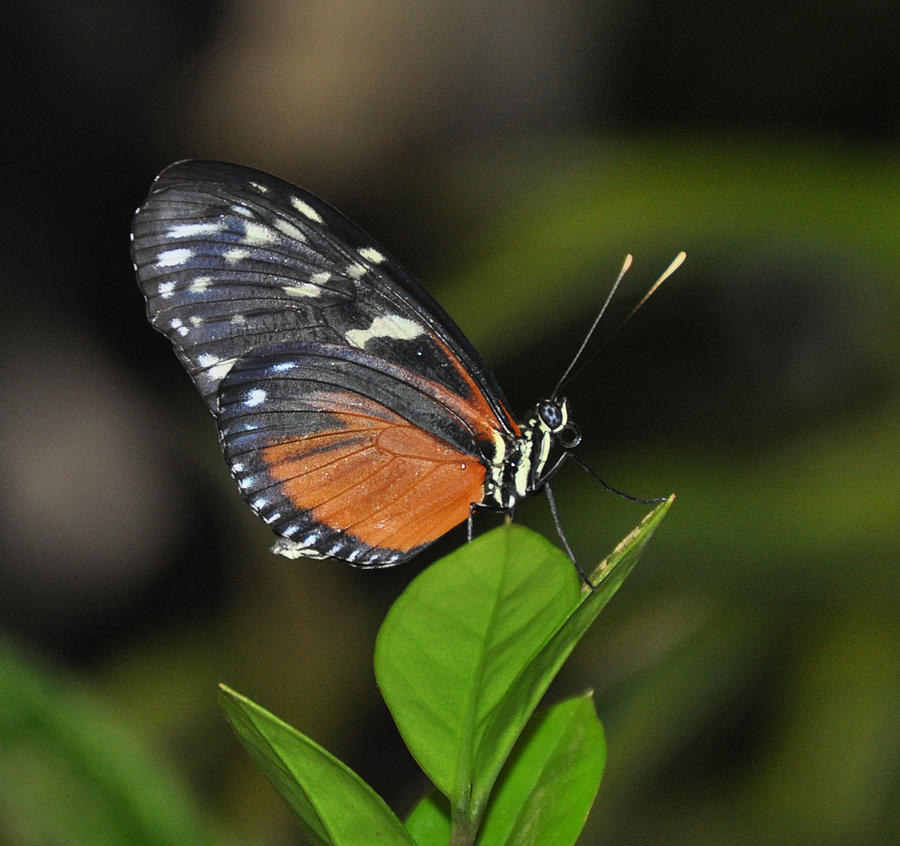 Butterfly Photograph - Butterfly 2 by Rich Bodane