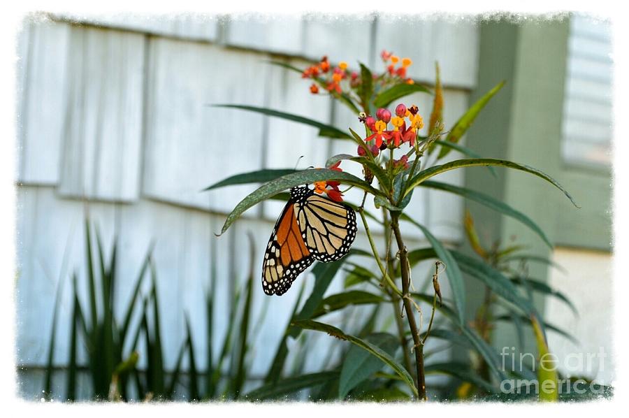 Butterfly Photograph - Butterfly 2 by Scott Parker