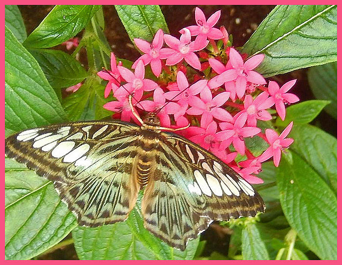 Butterfly 2 - T Photograph