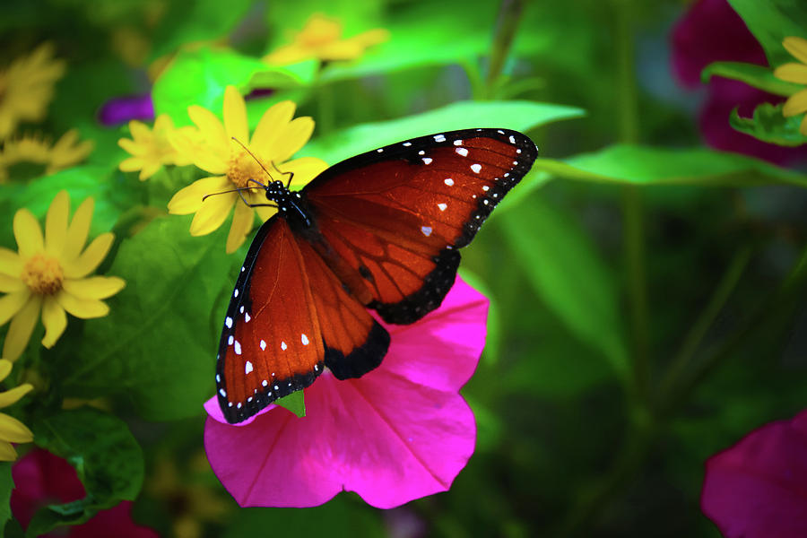 Butterfly 2 Photograph by Tony HUTSON