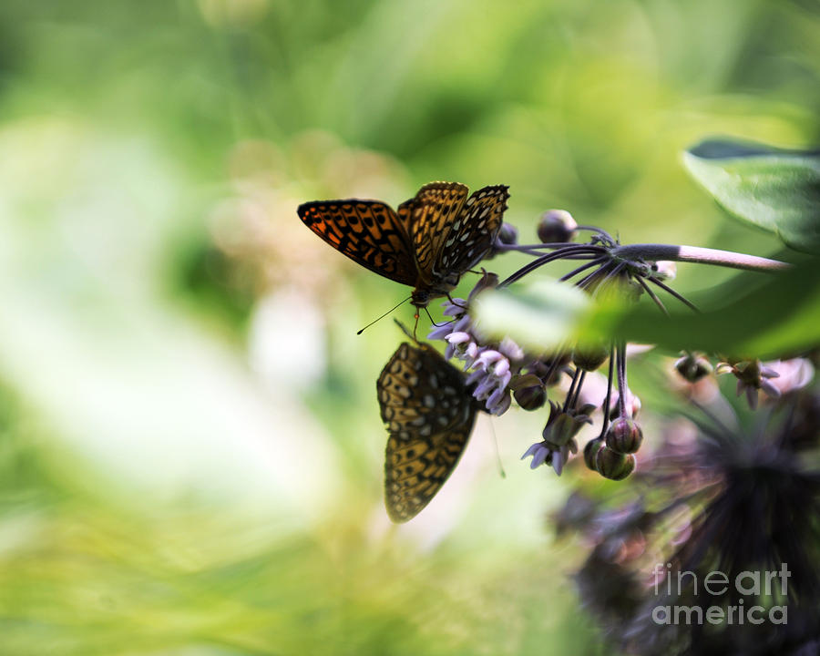 Butterfly #21 Photograph by Carien Schippers