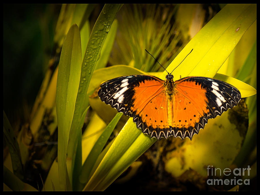 Butterfly Photograph - Butterfly 23 by Larry White