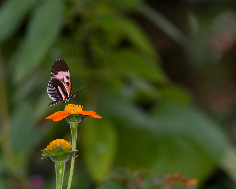 Butterfly 26 Photograph by Michael Fryd