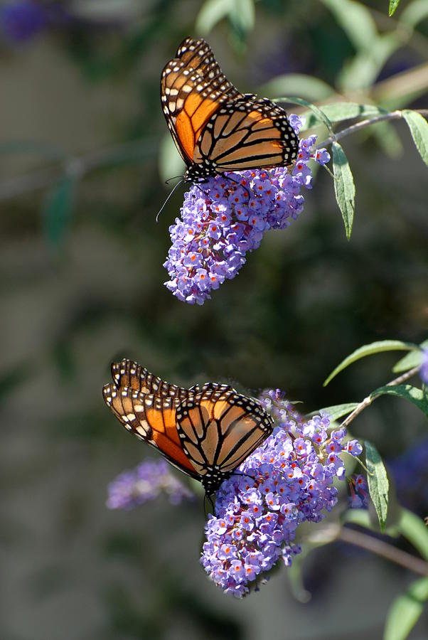 Butterfly 28 Photograph by Joyce StJames